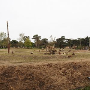 African bush elephant and Hamadryas baboon exhibit, 2024-04-06