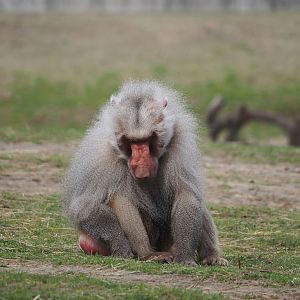 Hamadryas baboon (Papio hamadryas), 2024-04-06