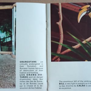 Orangutan and Hornbill