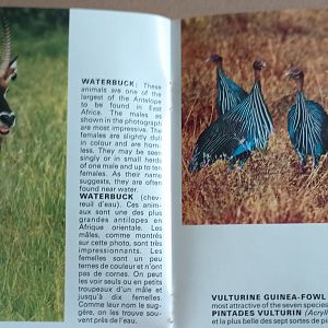 Waterbuck and Vulturine Guineafowl
