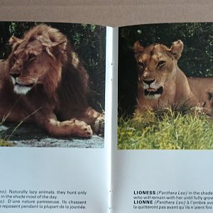 Lions