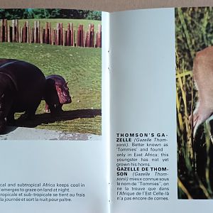 Hippopotamus and Thomson's Gazelle