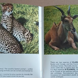 Cheetah and Eland