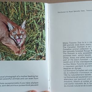 Caracal with Cubs