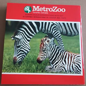 Grant's Zebra with Foal