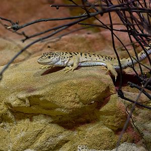 Gobi racerunner (Eremias przewalskii)