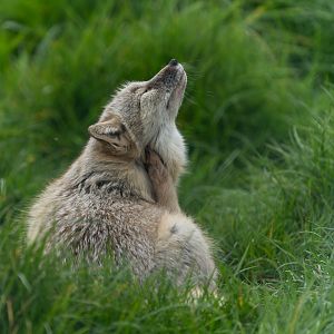 Corsac fox, Hamerton, UK