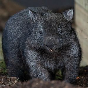 Wombat, Hamerton, UK