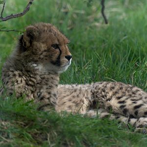 Young cheetah, Hamerton, UK