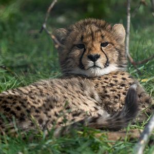 Young cheetah, Hamerton, UK