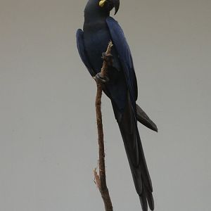 Lear's macaw