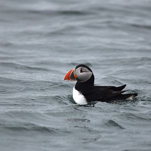 Atlantic Puffins, Farne Islands, 8th April 2024