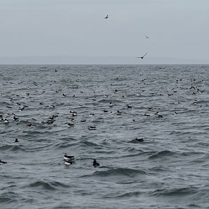 Atlantic Puffins, Farne Islands, 8th April 2024