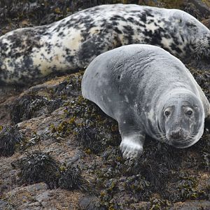 Atlantic Grey Seals, Farne Islands, 8th April 2024