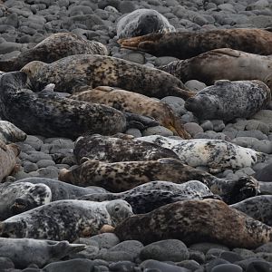 Atlantic Grey Seals, Farne Islands, 8th April 2024
