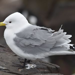 Black-legged Kittiwake, Farne Islands, 8th April 2024