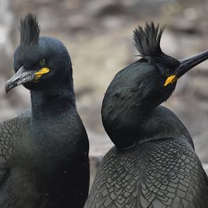 European Shags, Inner Farne, Farne Islands, 8th April 2024