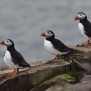 Atlantic Puffins, Inner Farne, Farne Islands, 8th April 2024