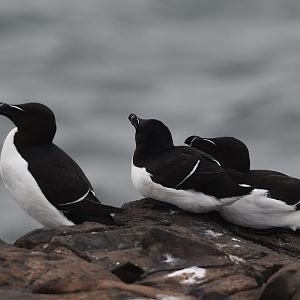 Razorbills, Inner Farne, Farne Islands, 8th April 2024