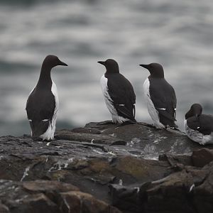 Common Guillemots, Inner Farne, Farne Islands, 8th April 2024