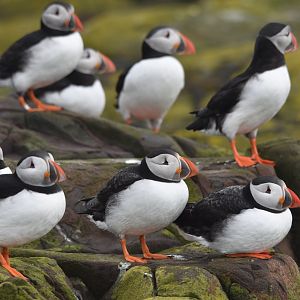 Atlantic Puffins, Inner Farne, Farne Islands, 8th April 2024