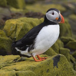 Atlantic Puffin, Inner Farne, Farne Islands, 8th April 2024