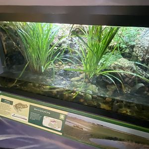 Toad Hall - Pool frog exhibit 110424