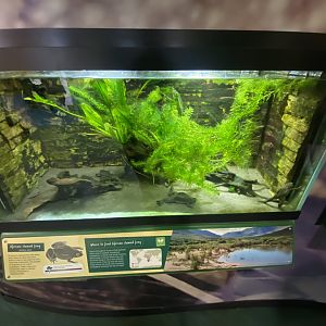 Toad Hall - African clawed frog exhibit 110424