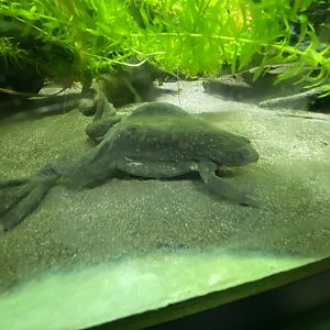 Toad Hall - African clawed frog 110424