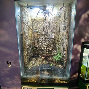 Toad Hall - European tree frog exhibit 110424