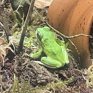 Toad Hall - European tree frog 110424