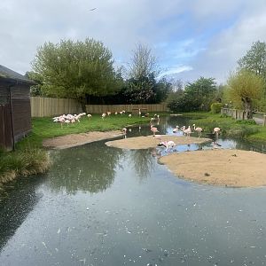 Mixed flamingo exhibit 110424