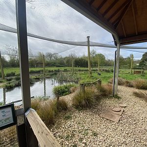South American aviary 110424