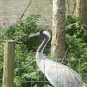 Eurasian crane 110424