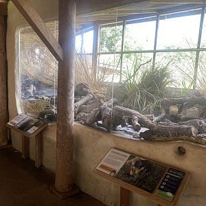 Eurasian water vole exhibit 110424
