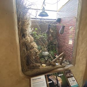 Eurasian harvest mouse exhibit 110424