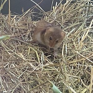 Eurasian harvest mouse 110424