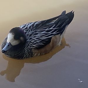Chiloe wigeon 110424