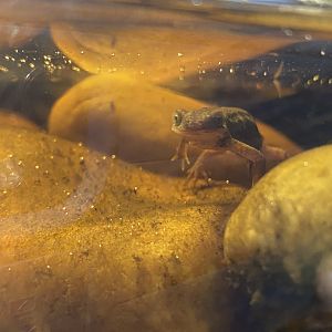 Toad Hall - Palmate newt 110424