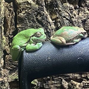 Toad Hall - European tree frogs 110424