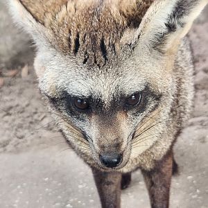 ZooWorld - Bat-eared Fox