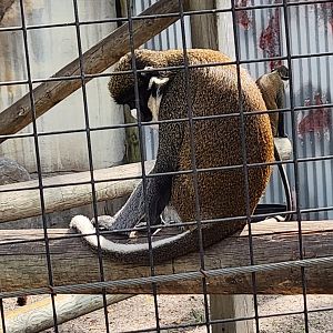 ZooWorld - Lesser Spot-nosed Monkey