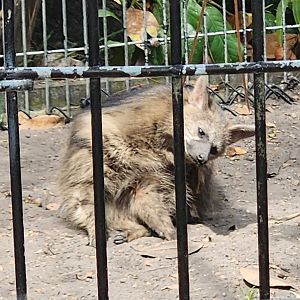 ZooWorld - Aardwolf
