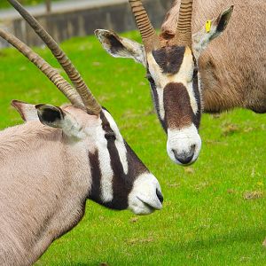 Gemsbok- 12th April 2024