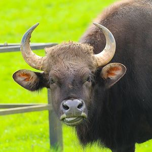 Indian Gaur (f)- 12th April 2024