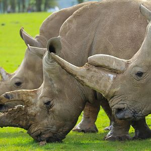 Southern White Rhino- 12th April 2024