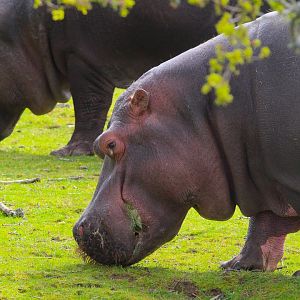 Common Hippo- 12th April 2024