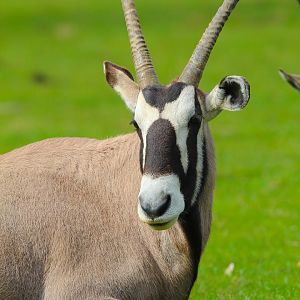 Gemsbok- 12th April 2024