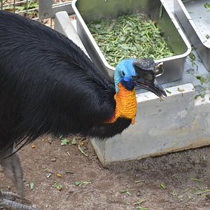 Northern Cassowary
