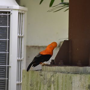 Andean Cock-of-the-Rock